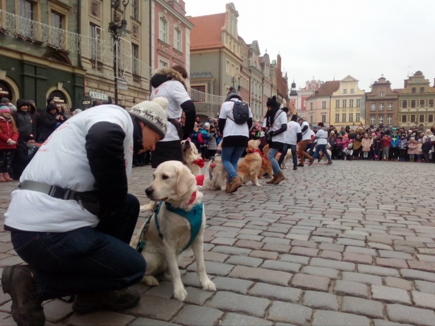 WOŚP 2018: W Poznaniu kwestują też psy!