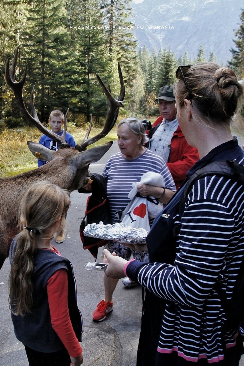 Tatry: Nie pomagają apele i prośby. Turyści dalej karmią jelenia z Morskiego Oka. Zimą czeka go śmierć?