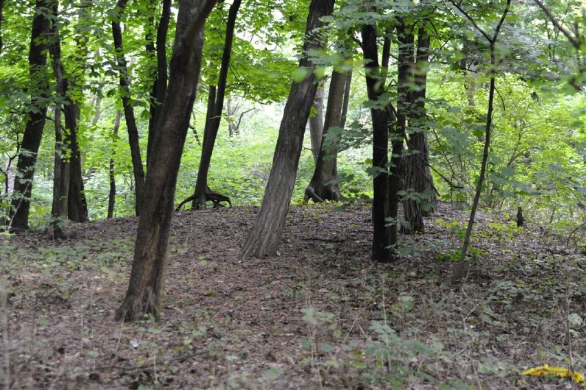 KOŚCIAN. Park miejski im. Kajetana Morawskiego przed rewitalizacją. Pamiętacie jeszcze kościański park w wersji "na dziko"? [ZDJĘCIA] 