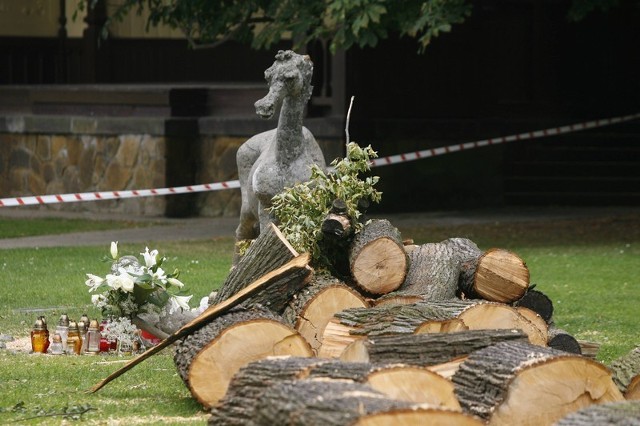 Szczawno-Zdrój: Drzewo zabiło dziecko. Mieszkańcy ustawiają w miejscu tragedii znicze i mastkotki