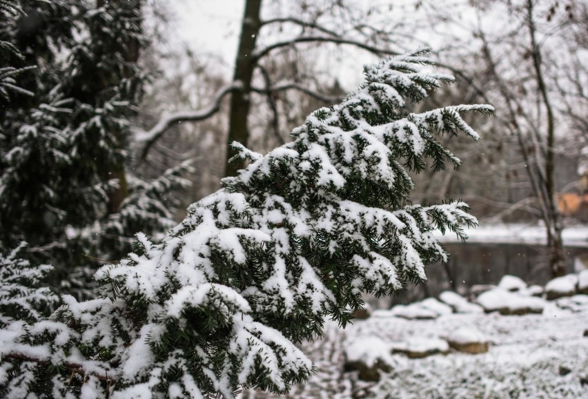 Śnieg w Bydgoszczy i regionie padał już od samego rana....