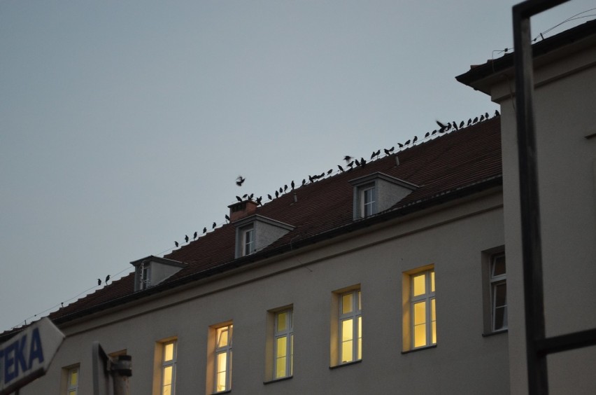 Głogowski szpital obsiadły ptaki. Widok jak z filmowego planu Hitchcocka