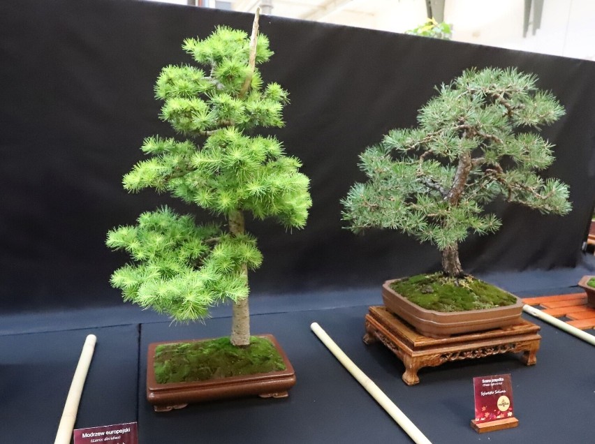 Wystawa wyjątkowych drzewek bonsai w Radomiu. Zobacz zdjęcia najciekawszych roślin