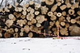 Wrocław: Wycinali drzewa na Wielkiej, wpadli w ręce Straży Miejskiej