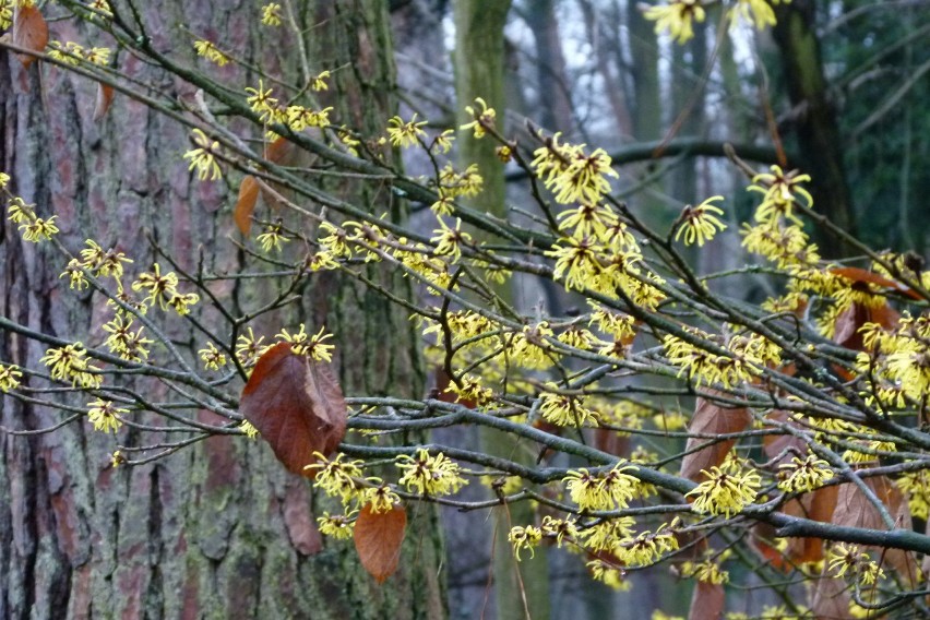 W arboretum SGGW w Rogowie zakwitł oczar omszony