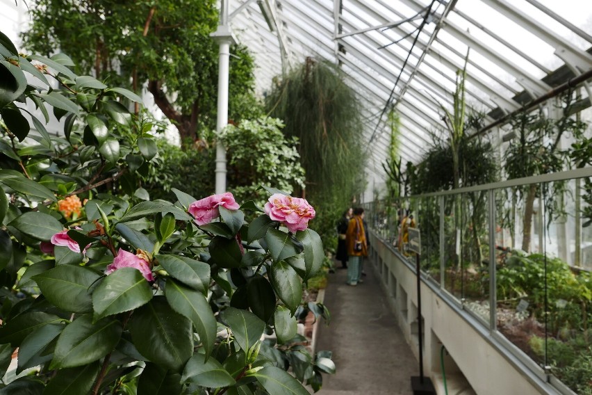 Ogród Botaniczny w Warszawie znów otwarty. Wygląda przepięknie. Tak prezentuje się w tym roku. Ile kosztuje wstęp?