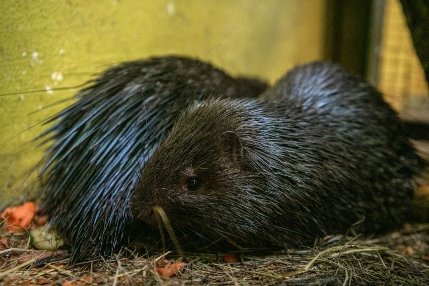 Nowe zwierzęta przyjechały do łódzkiego zoo. Kangur z Pragi, wikunie z Danii, pingwiny z Płocka