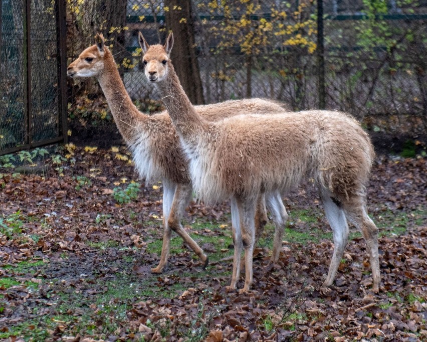 Nowe zwierzęta przyjechały do łódzkiego zoo. Kangur z Pragi, wikunie z Danii, pingwiny z Płocka