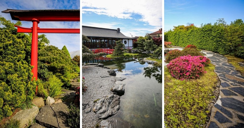 W tym ogrodzie jest jak w bajce - teraz kwitną najpiękniejsze azalie! Zobacz ogrody japońskie w Pisarzowicach
