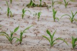 Zgłaszanie suszy rolniczej 2023. Mija wydłużony termin składania wniosków suszowych w aplikacji Zgłoś szkodę rolniczą