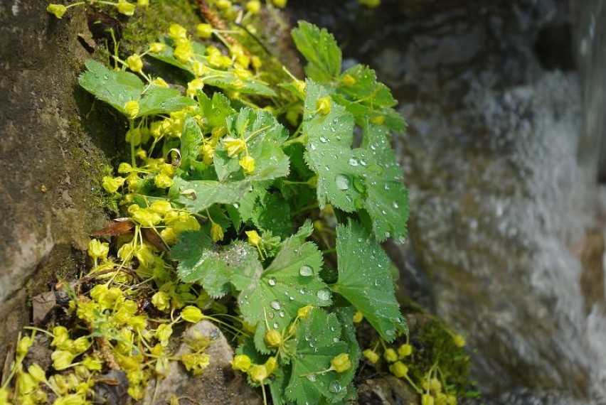 Ogród Botaniczny Maj 2011