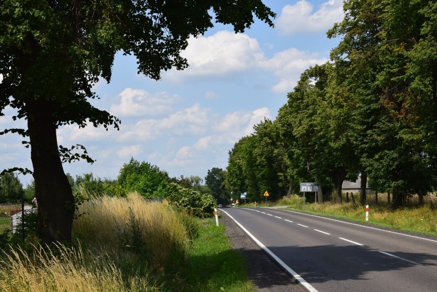 Między Wieluniem i Gaszynem tną drzewa pod szlak pieszo-rowerowy. Gmina planuje dobudować brakujące 300 metrów infrastruktury ZDJĘCIA