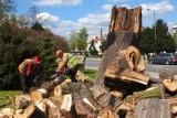 Ruszyła wycinka drzew w Opolu [wideo]