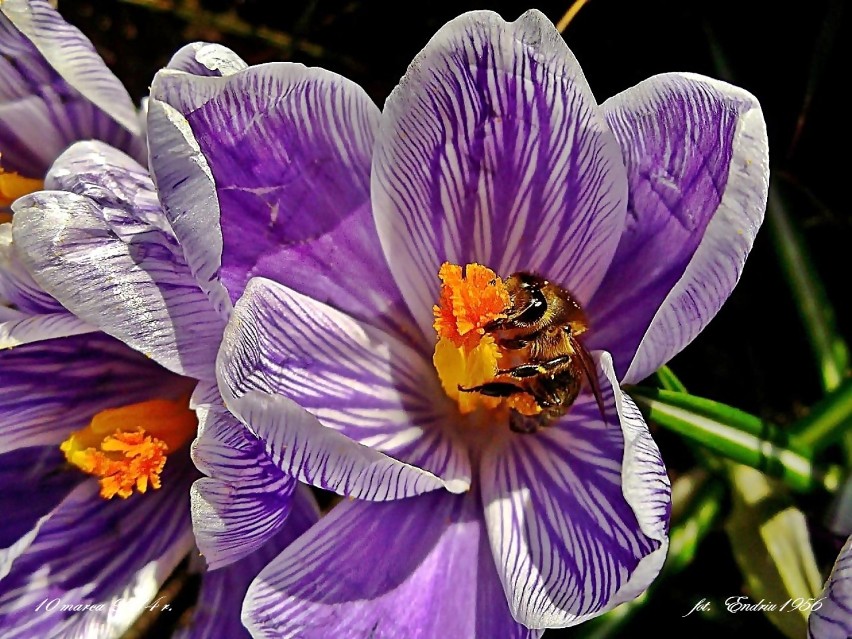 Wiosenne pszczółki.