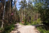 Park Aktywności Rodzinnej w Wawrze budzi skrajne emocje. Mieszkańcy są podzieleni. Wytną część lasu, by zrealizować inwestycję? 