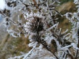 Ostrzeżenie meteorologiczne dla województwa łódzkiego. Uwaga w weekend na przymrozki. 23.04.2021