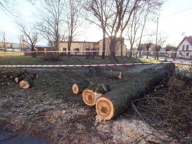 Wichury w Bełchatowie złamały drzewo w szczycie bloku 113 na os. Dolnośląskim