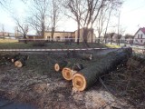 Wichury w Bełchatowie zrywają dachy, łamią drzewa