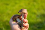 Jak odróżnić grzyby jadalne od niejadalnych i trujących? [WIDEO]