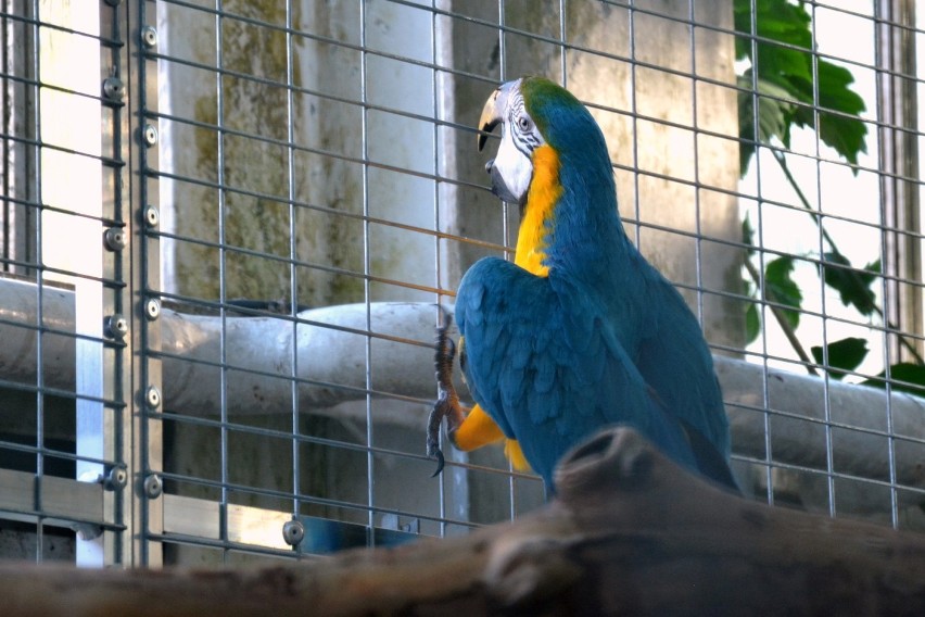 Papugi w palmiarni nareszcie mogą swobodnie latać!