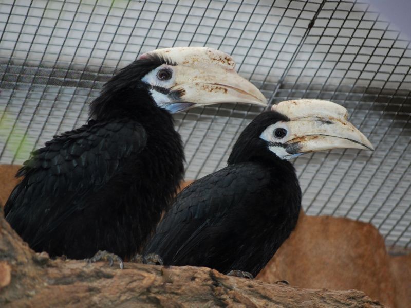 Dzioborożce z Filipin trafiły do wrocławskiego zoo (ZDJĘCIA)