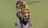 W sierpniu w Słupsku odbędzie się Dzień Pszczelarza. Będą nagrody za budki dla owadów