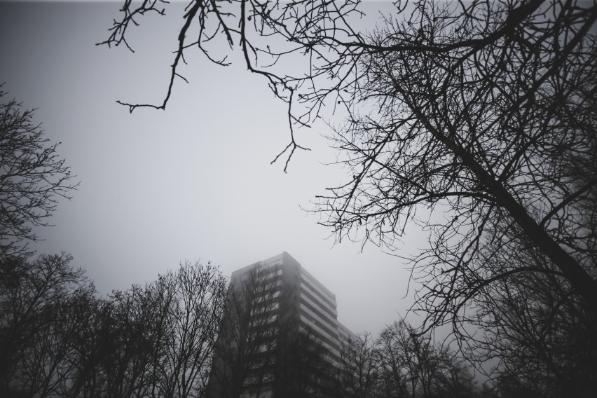 Tauzen we mgle. Te zdjęcia są wspaniałe! Zobacz fotoreportaż Marzeny Bugały
