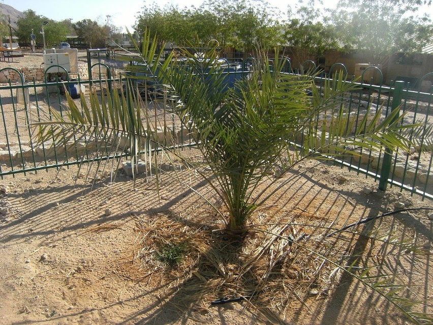 Starożytna Judea słynęła z uprawy palm daktylowych (Phoenix...