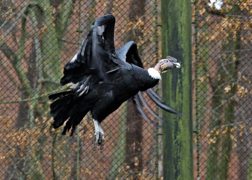 Nie masz pomysłu na wolny czas? Spędź dzień w gdańskim zoo [ZDJĘCIA]