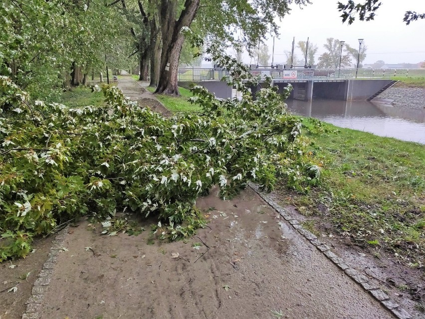 Silny wiatr połamał drzewa w parku miejskim i na Łazienkach