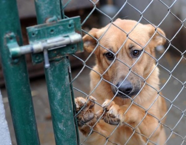 Włodawa płaci za pobyt każdego bezdomnego psa w chełmskim schronisku. Zdjęcie ilustracyjne