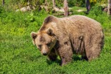 Na cofce w Uściu pojawił się rosły niedźwiedź. Uważajmy i pod żadnym pozorem nie próbujmy się z nim zaprzyjaźniać!