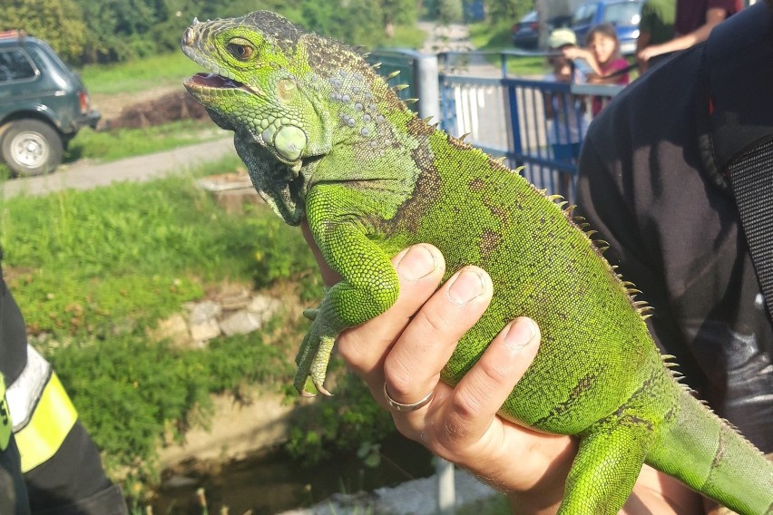 W Międzyrzeczu Górnym strażacy ściągali z drzewa... legwana zielonego [ZDJĘCIA]