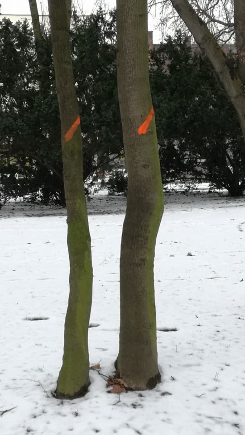 Zdjęcia drzew z Parku Miejskiego oznaczonych farbą