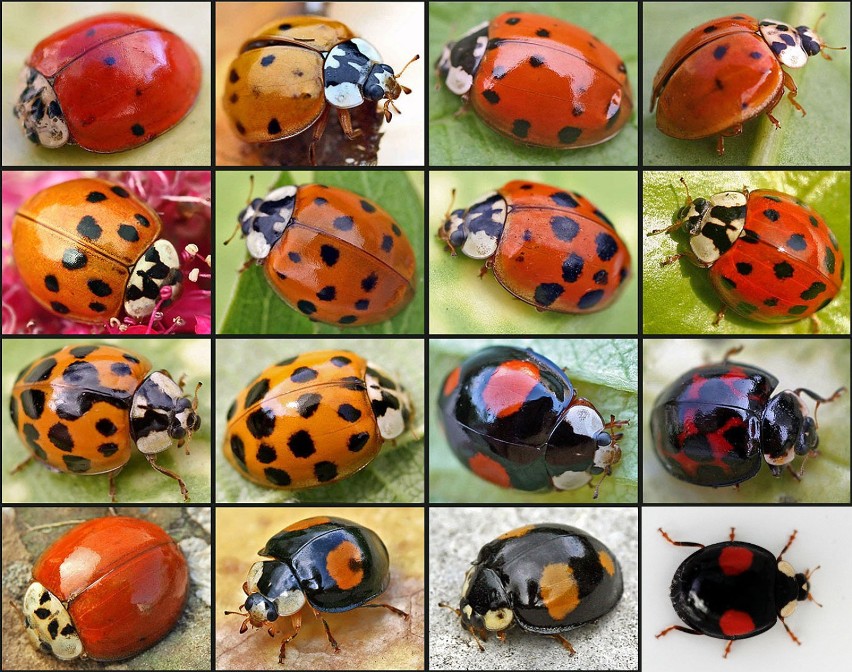 {{Information |Description=Harmonia axyridis |Source={{own}}...