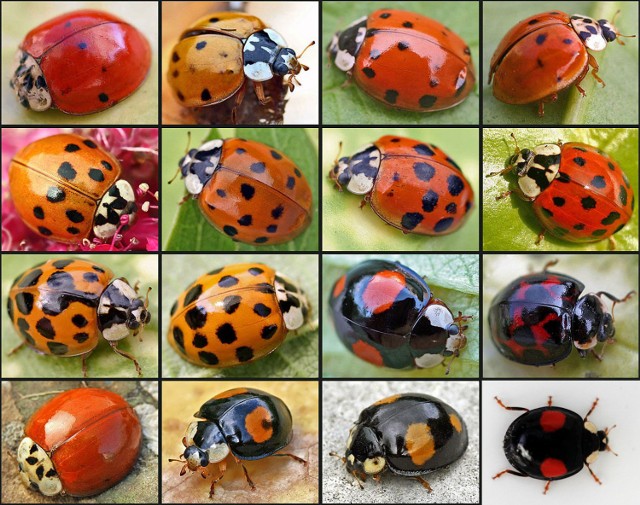 {{Information |Description=Harmonia axyridis |Source={{own}} |Date= |Author=Hedwig Storch |Permission= |other_versions= }})