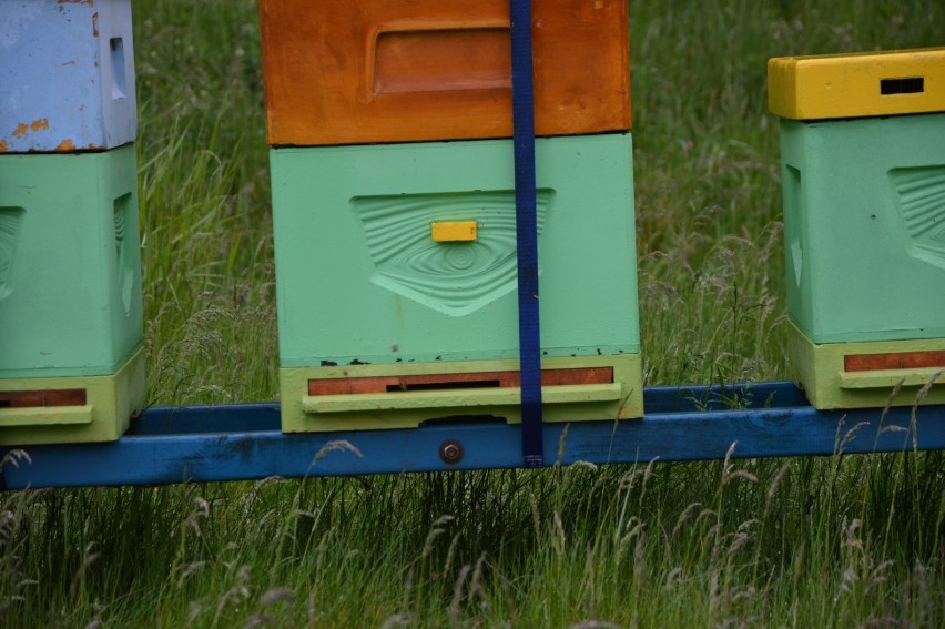 Lębork. Światowy Dzień Pszczoły. W ogrodzie liceum stoi już pasieka