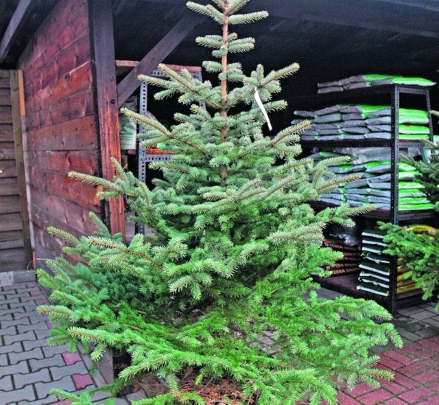 Chełm. Rozdajemy choinki na święta