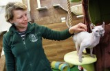 Koci zakątek powstał w Zoo Borysew. Zwierzęta trafiły tu po interwencji i z miejsca odwzajemniły opiekunom ogrodu okazane im serce ZDJĘCIA