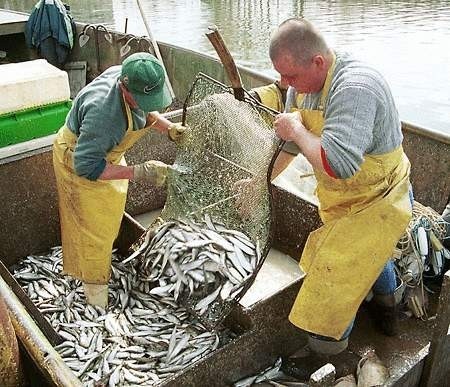 Rybacy oceniają mijające śledziowe żniwa jako zadowalające