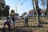 SULMIERZYCE: Radni i burmistrz posadzili drzewa miododajne!