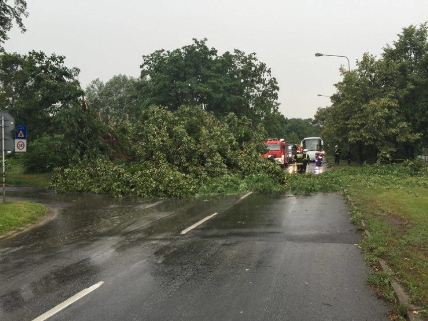 Poznań: Wichura połamała drzewa