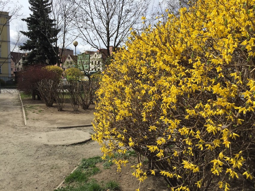 Jelenia Góra: Zaczęto wiosenne porządki w mieście
