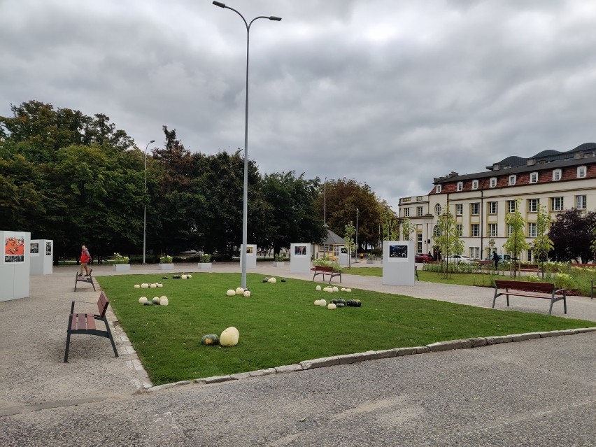 Dynie zamiast samochodów na byłym parkingu przy ul. Zawiszy Czarnego. Teraz będzie tam park