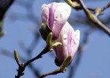 Magnolie - to już prawdziwa wiosna