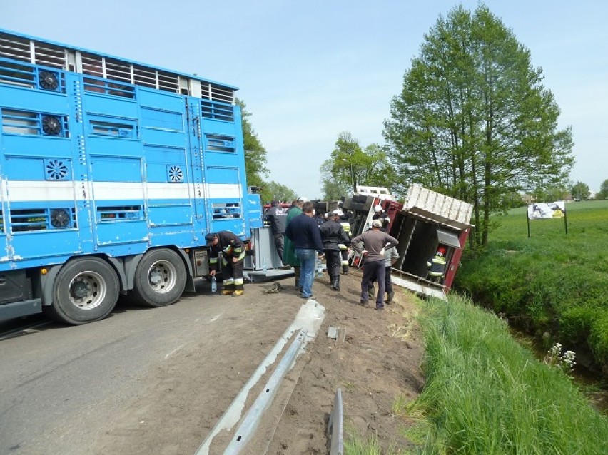 Wypadek w Połajewie! Na drodze prawie 200 świń! [ZOBACZ]