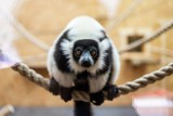 Gdańskie zoo przywitało nowych mieszkańców. Lemury wari zamieszkają w nowopowstałym pawilonie