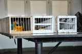 8 żywych papug zatrzymano na granicy w Korczowej 