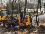 Uratowane drzewa przed wycinką przesadzone w nowe miejsce w Kielcach. Udało się to dzięki protestom mieszkańców. Zobacz zdjęcia