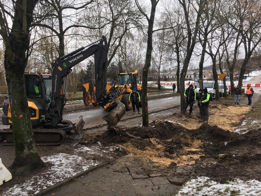 Uratowane drzewa przed wycinką przesadzone w nowe miejsce w Kielcach. Udało się to dzięki protestom mieszkańców. Zobacz zdjęcia